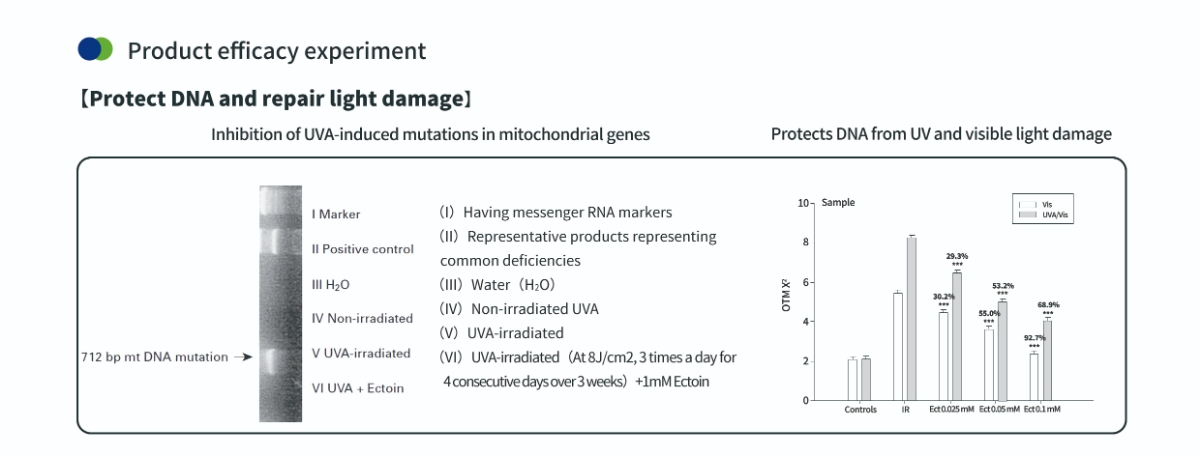 엑토인 파우더로 피부 DNA 보호