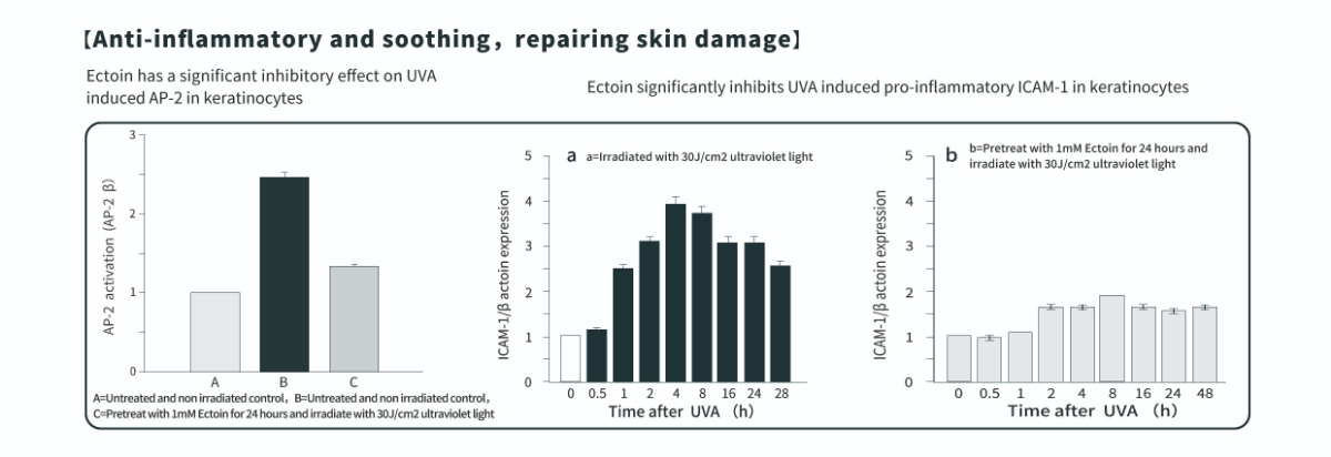 엑토인 파우더의 피부 항염 효과