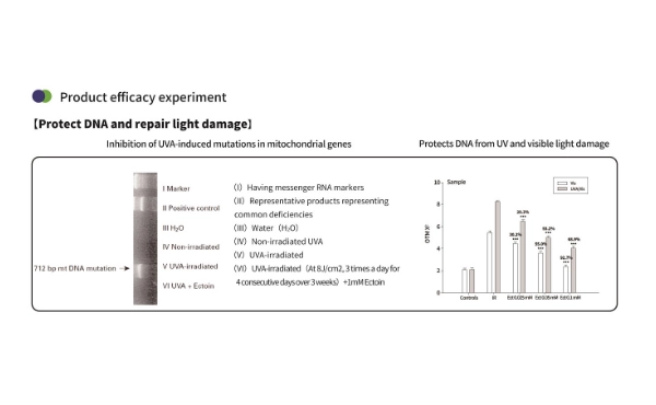 피부를 위한 엑토인 파우더: 자연스럽게 보호하고, 회복시키고, 수분을 공급합니다
